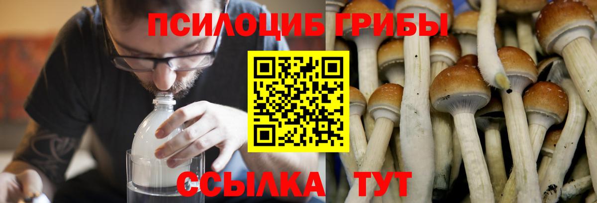 Галлюциногенные грибы мицелий  Вход с VPN  закладки  Избербаш 